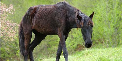 Com que é que um cavalo doente sonha?
 9515