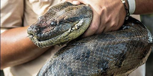 Sonhou com uma cobra grande ou enorme? Era espesso e comprido? Vejamos a interpretação do sonho para mulheres e homens de acordo com diferentes livros de sonho.
 1820