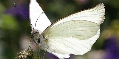 Com o que sonha uma grande borboleta?
 4066