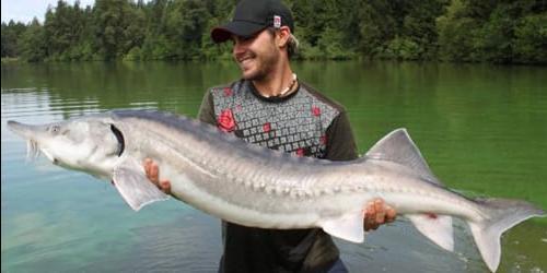 Porque é que sonho com peixes grandes?