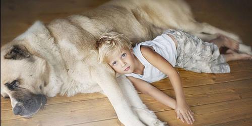 Sonhou com um cão grande? Ou talvez tenha visto um cão grande e desgrenhado no seu sonho? Vejamos os diferentes sonâmbulos para mulheres, homens e raparigas.