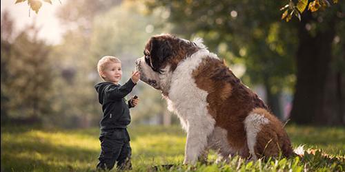 Sonhou com um cão grande? Ou talvez tenha visto um cão grande e desgrenhado no seu sonho? Vejamos as diferentes interpretações dos sonhos para mulheres, homens e raparigas. 2613