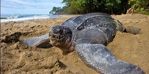 Porque é que sonho com uma tartaruga grande?