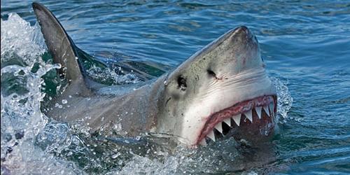 Com que é que um tubarão sonha?
 1274