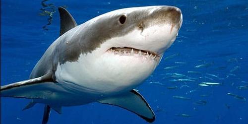 Sonho de um ataque de tubarão
 3654