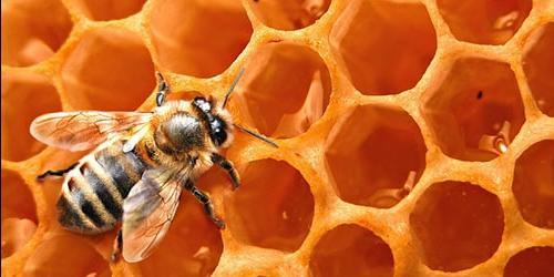 Porque é que sonha com abelhas e mel
 4411