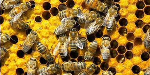 Porque é que sonha com abelhas e mel
 3537