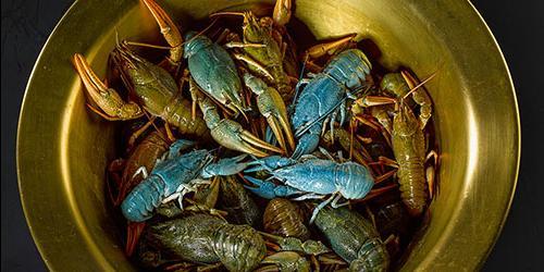 O que sonho com lagostins de água doce?