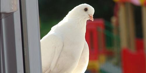 Com que é que um pombo ferido sonha?