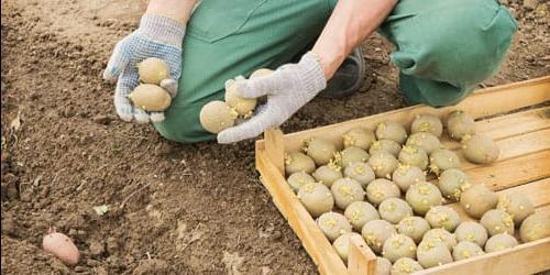 Sonhar com a plantação de batatas