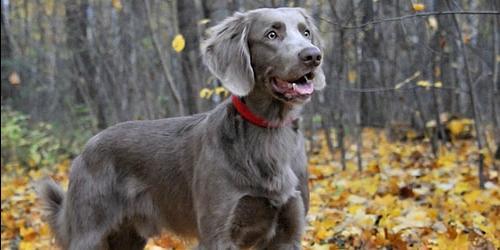 Com que é que um cão cinzento sonha?
 4659