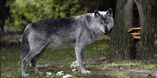 Com que é que um lobo cinzento sonha?
 1863