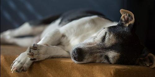 Com que é que um cão cego sonha?