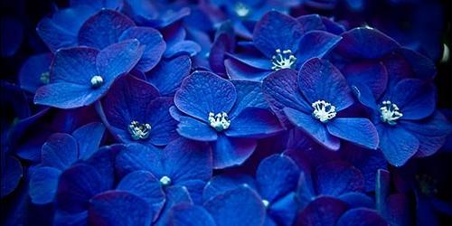 Porque é que sonho com flores azuis?
 7308