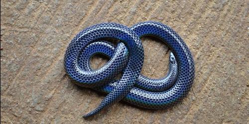 Porque sonha com uma serpente azul