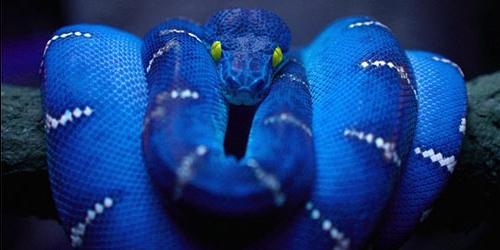 Porque sonha com uma serpente azul
 5083