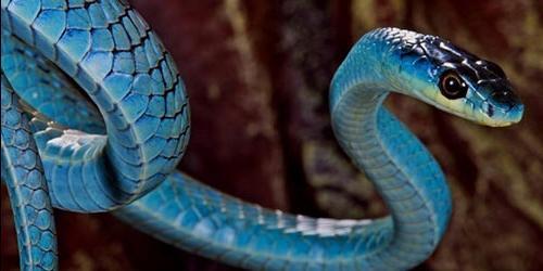 Porque sonha com uma serpente azul
 6508