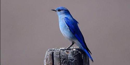 Sonho de um pássaro azul
 2652