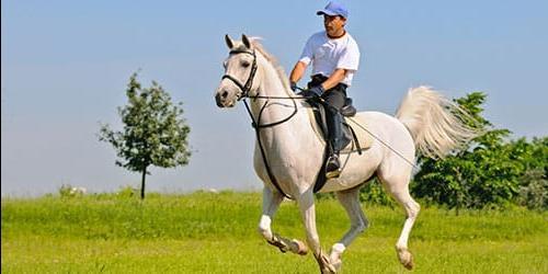 Sonho de montar um cavalo
 8904