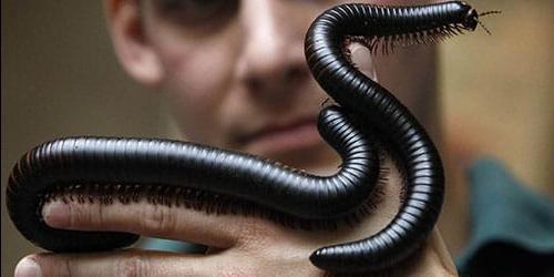 Porque é que sonho com um scolopendra?
 1254