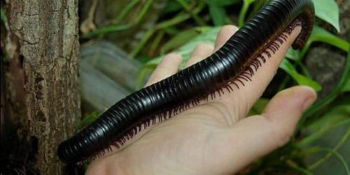 Porque é que sonho com um scolopendra?