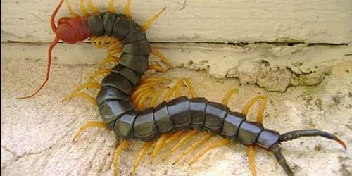 Porque é que sonho com um scolopendra?
 62