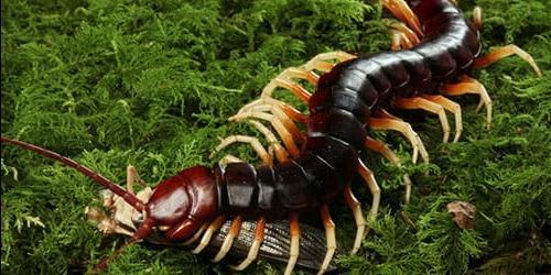 Porque é que sonho com um scolopendra?
 6117