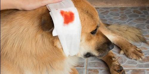 O que é que eu sonho com um cão com sangue?