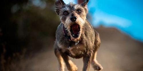 Um cão é perseguido num sonho