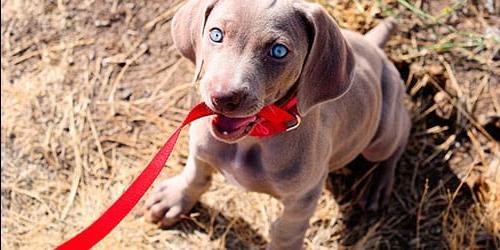 Sonho de um cão com uma trela