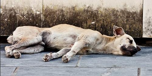 Sonhar com um cão a ser atropelado por um carro
 3206