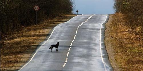 Sonhar com um cão a ser atropelado por um carro