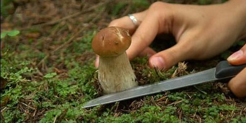 Porque é que sonho em apanhar cogumelos porcini?