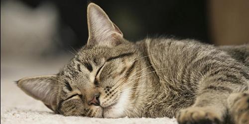 Sonho de um gato adormecido
 3682