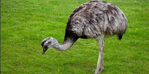 Com que é que uma avestruz sonha?
 8336