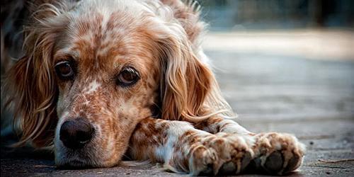 Com que é que um cão velho sonha?
 5383