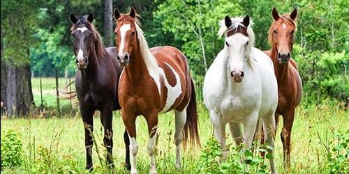 O que sonha com uma manada de cavalos?
 5816