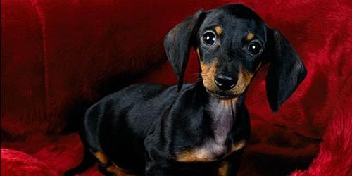 Com que sonha um dachshund?
 9939