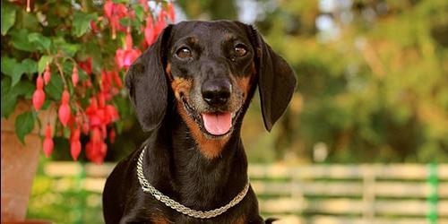 Com que sonha um dachshund?