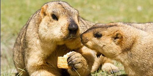 Marmota dos sonhos
 3759