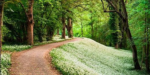 Porque é que sonho com um caminho para os pés?