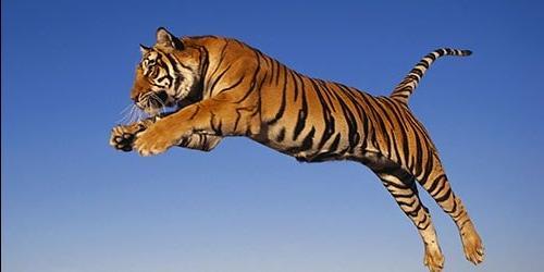 O que é que sonho com um tigre atacante?
 5984