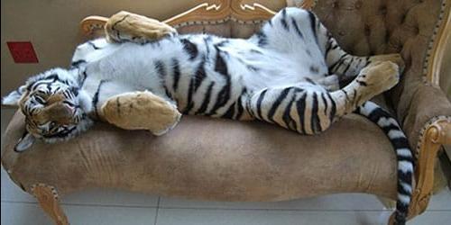 Porque sonho com uma tigresa?
 5409