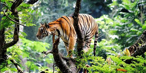 Porque é que as mulheres sonham com os tigres