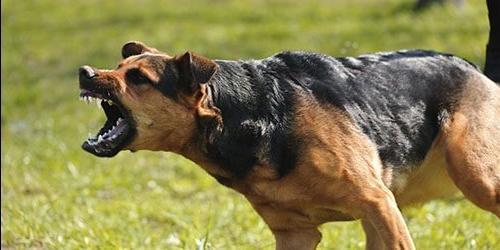 Sonha com um cão morto ou com a morte de um cão? Estrangulado, morto com uma faca ou com um tiro. Interpretação do sonho de acordo com diferentes livros de sonho.