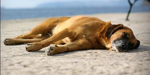 Sonha com um cão morto ou com a morte de um cão? Estrangulado, morto com uma faca ou com um tiro. Interpretação do sonho de acordo com diferentes livros de sonho.
 2065