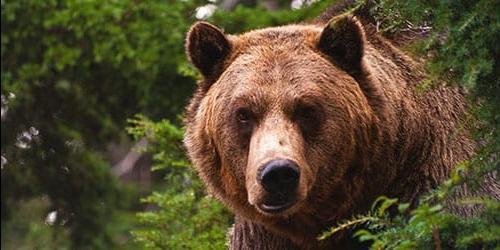 Sonhou em fugir de um urso? Vejamos a interpretação do sonho para mulheres e homens de acordo com diferentes livros de sonho.
 4123