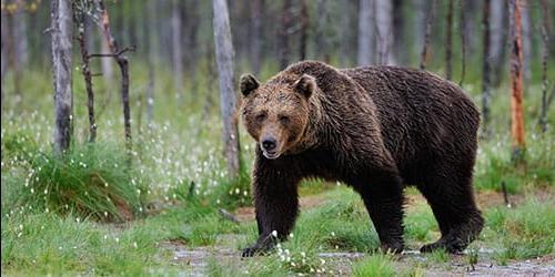 Sonhou em fugir de um urso? Vejamos a interpretação do sonho para mulheres e homens de acordo com diferentes livros de sonho.