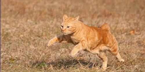 Sonhar que se está a fugir de um gato