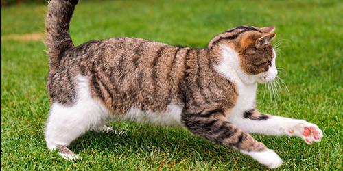 Sonhar que se está a fugir de um gato
 2701